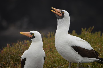 Nazca booby (Sula granti), on Isla Española on the Galápagos Islands