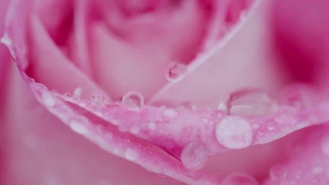 Beautiful pink rose in rain close up
