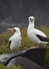 Nazca booby (Sula granti), on Isla Española on the Galápagos Islands