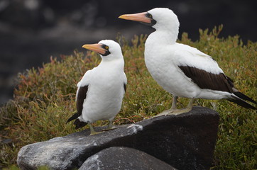 Nazca booby (Sula granti), on Isla Española on the Galápagos Islands