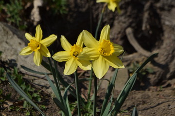 Daffodils