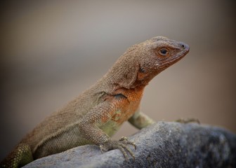 A Lava Lizard (Microlophus delanonis) sits on a rock on Isla Española in the Galapagos Islands.