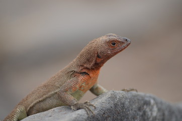 A Lava Lizard (Microlophus delanonis) sits on a rock on Isla Española in the Galapagos Islands.