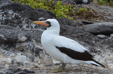 Nazca booby (Sula granti), on Isla Española on the Galápagos Islands