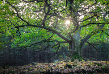 Naklejka premium Scenic and big oak with bright sunlight at summer
