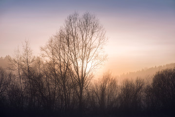 Foggy landscape with trees and sunset at evening