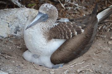 A Blue-Footed Booby (Sula nebouxii) nesting on the Galapagos Islands