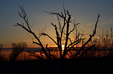 Dead tree