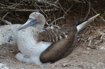 A Blue-Footed Booby (Sula nebouxii) nesting on the Galapagos Islands