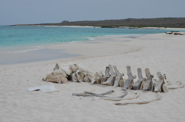 Fototapeta na wymiar The skeleton of a whale lie on the beach at Gardner Bay, Isla Española, in the Galapagos Islands.