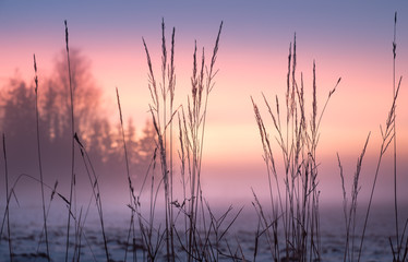 Fototapeta na wymiar Foggy and colorful sunset with foreground grass at winter evening