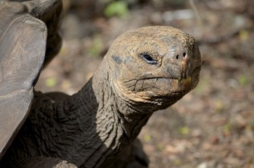Galapagos Giant Tortoise at the Galapaguera reserve, San Cristobal island, Galapagos Islands