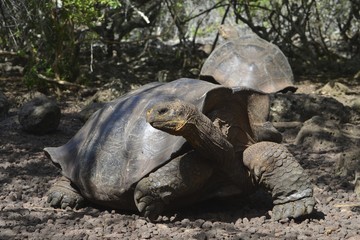 Galapagos Giant Tortoise at the Galapaguera reserve, San Cristobal island, Galapagos Islands