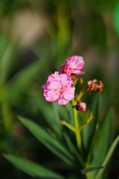Pinky Flower 