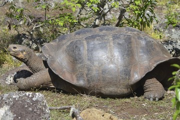 Galapagos Giant Tortoise at the El Chato / Los Primativos ranch on Santa Cruz, Galapagos Islands