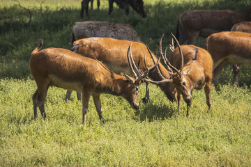 Elk