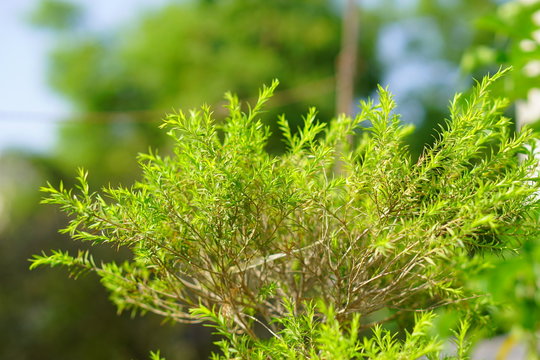 Green Leaves 