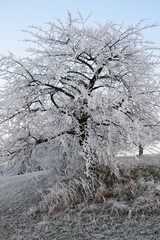 Frozen tree