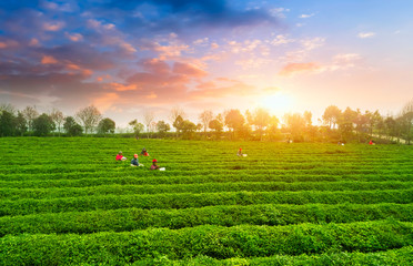 Tea plantation.Chinese tea.