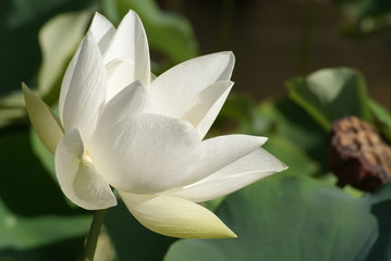 Fototapeta premium Shaded Petals