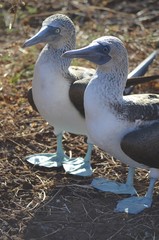 A Blue-Footed Booby (Sula nebouxii) on the Galapagos Islands