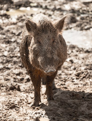 Fototapeta premium Big boar in the mud