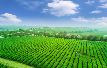 Tea plantation.Chinese tea.