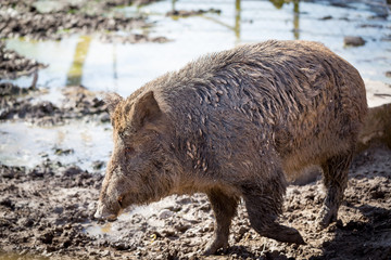 Big boar in the mud