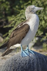 A Blue-Footed Booby (Sula nebouxii) on the Galapagos Islands