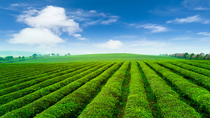 Fototapeta na wymiar Tea plantation.Chinese tea.