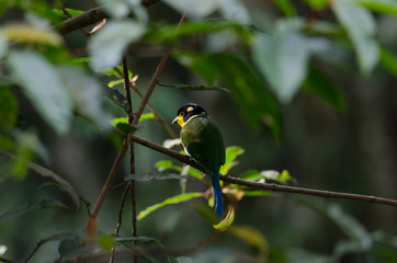 colorful bird long tailed broadbill on tree branch