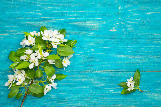 Fototapeta blossom branch on turquoise wood background