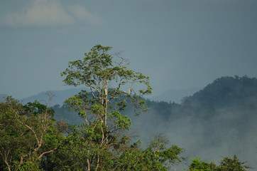 Green mountain forest landscape