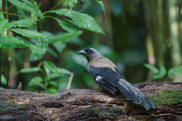 Grey Treepie or Himalayan Treepie