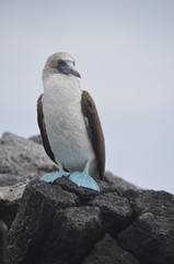 A Blue-Footed Booby (Sula nebouxii) on the Galapagos Islands
