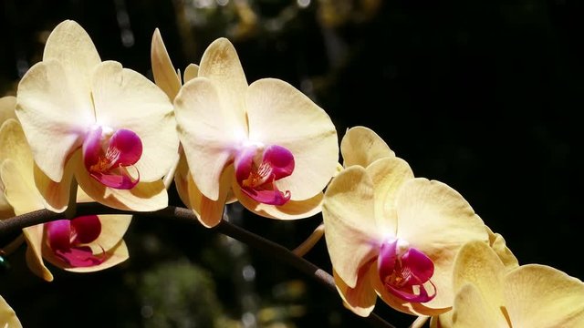 Orchids Phalaenopsis Doritaenopsis on the background of a waterfall.