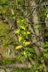 Brittle willow, Salix fragilis, blossom in spring with bokeh background, selective focus, shallow DOF