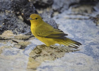 Aureola mangrove warbler seen on Santa Cruz, Galapagos Islands