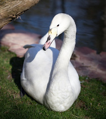 White swan in nature