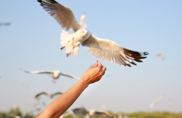 Feeding seagulls.