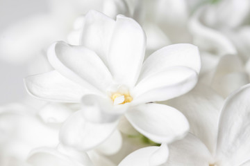 Fototapeta na wymiar Floral wallpaper, white lilac flower background