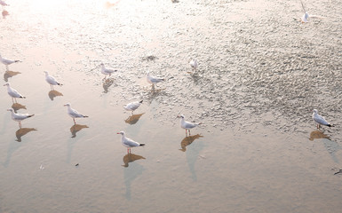 Seagulls Bird Seagull seaside animal nature fly mangrove forest the beach evening near dark Birds lot birds stand.