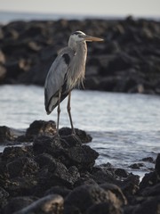 A Great Blue Heron (Ardea herodias) stands overlooking a lagoon at Black Turtle Cove, Isla Santa Cruz, on the Galapagos Islands.
