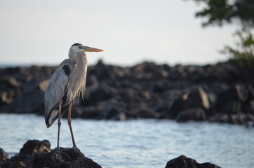A Great Blue Heron (Ardea herodias) stands overlooking a lagoon at Black Turtle Cove, Isla Santa Cruz, on the Galapagos Islands.