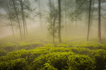 Tea plantation in the mist around Sapa, Vietnam