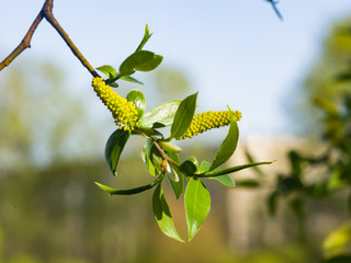 Obraz premium Brittle willow, Salix fragilis, blossom in spring with bokeh background, selective focus, shallow DOF