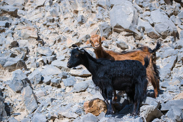 Mountain Goats