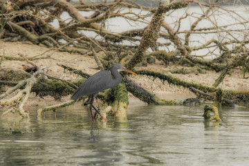 Grey Heron