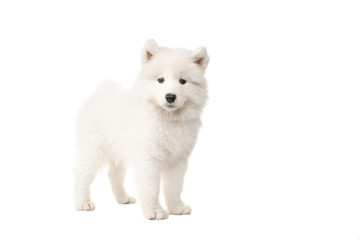 Cute standing white samoyed puppy dog seen from the side looking at the camera isolated on a white...