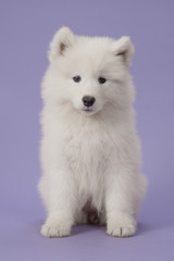 Fluffy white samoyed puppy sitting looking at the camera on a purple background
